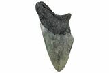 Partial Fossil Megalodon Tooth - South Carolina #320659-1